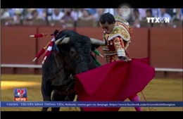 Tranh cãi về môn thể thao đấu bò ở Tây Ban Nha