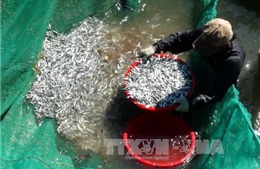 Ngư dân Khánh Hòa trúng đậm cá cơm 