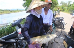 Thừa Thiên - Huế tìm nguyên nhân cá lồng trên sông Bồ chết bất thường