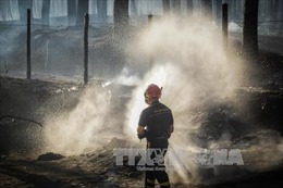 Cháy rừng hoành hành dữ dội ở miền Nam Italy 