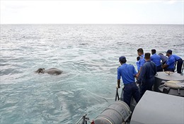 Hải quân Sri Lanka vật vã 12 giờ giải cứu voi bị cuốn xa bờ 16 km