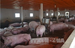 Giá lợn hơi ở Trà Vinh tăng 14.000 đồng/kg 
