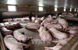 Giá lợn hơi ở Bến Tre đã tăng trở lại 4 triệu đồng/tạ