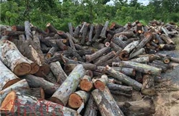 Đắk Lắk: Lâm tặc ngang nhiên phá rừng tại huyện Ea Súp