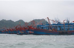 Hải Phòng: Tạm dừng hoạt động giao thông vận tải đường thủy