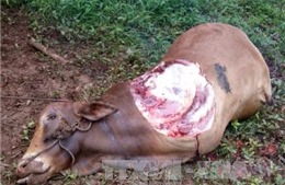 Bình Phước: 'Chôm' bò xẻ lấy 4 chân