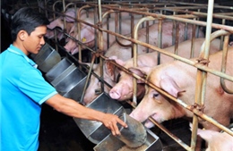 Giá thịt lợn tăng chóng mặt, nhiều trang trại găm hàng