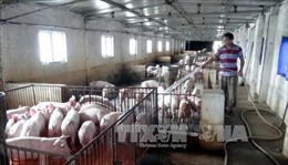Cục Chăn nuôi: Người nuôi không nên quá kỳ vọng giá lợn sẽ lên cao nữa