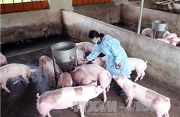 Giá lợn hơi tăng mạnh, người nuôi vẫn chưa vội tăng đàn