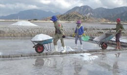  Ninh Thuận: Giá muối tăng mạnh, diêm dân không còn muối để bán