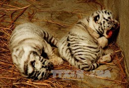 Cần chấm dứt việc nuôi hổ &#39;bảo tồn&#39; của &#39;trùm&#39; buôn lậu động vật hoang dã