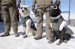 Chó cảnh sát Chile đeo kính, đi giày tuần tra