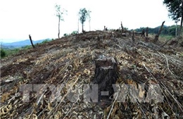 Tỷ lệ đất rừng che phủ cả nước chỉ hơn 41%