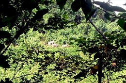Voi rừng lại xuất hiện tại Quảng Nam 