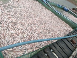 Kon Tum: Không có độc tố trong nước tại khu vực cá nuôi bị chết 