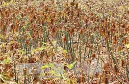 Tây Ninh công bố dịch bệnh khảm lá trên cây sắn 