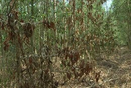 Đồng Nai điều tra vụ hàng trăm cây gỗ quý bị đầu độc bằng thuốc diệt cỏ
