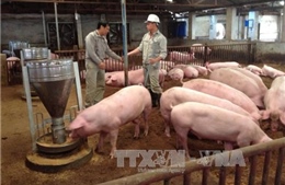 Giá lợn ở Đồng Nai tăng rồi lại giảm