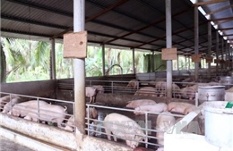 Bạc Liêu khuyến cáo người chăn nuôi thận trọng tái đàn khi giá lợn hơi tăng 