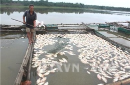  Hỗ trợ người dân bị thiệt hại 400 tấn cá chết do thủy điện xả lũ 
