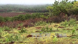 Thu hồi trên 1.300 ha đất trồng cây sai quy định để chuyển sang trồng rừng