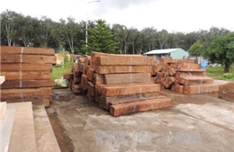 Thu giữ 2 xe container chở khối lượng lớn gỗ giáng hương 