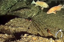 Phát hiện loại bọt biển có thể chữa ung thư tụy 
