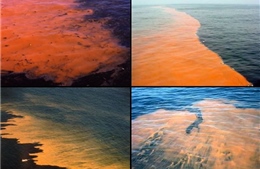 Vén màn bí mật ‘thủy triều máu’ lan rộng trên biển Baltic