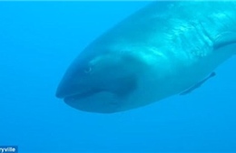 Chạm trán cá mập mồm rộng cực hiếm ngoài khơi Indonesia