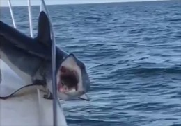 Kinh sợ cảnh cá mập &#39;bực bội&#39; cắn bừa khi mắc kẹt trên tàu cá