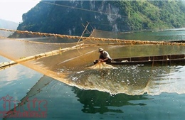 Đồng bào Dao nuôi trồng thủy sản trên lòng hồ sông Đà