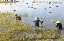 Hàng nghìn ha lúa ở Long An ngập sâu trong nước vì lũ sớm 