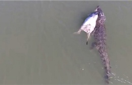 Xem cá sấu ngậm bò mộng bơi rong ruổi trên sông