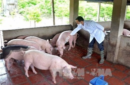 Phát động kế hoạch quản lý và sử dụng kháng sinh trong chăn nuôi và nuôi thuỷ sản hiệu quả