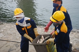 Hà Nội: Cá lại tiếp tục chết ở hồ Hoàng Cầu 
