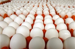 Đức ngừng tiêu thụ hàng trăm nghìn trứng nhập khẩu từ Hà Lan 