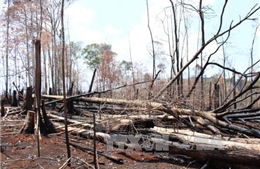 Khởi tố nguyên giám đốc công ty lâm nghiệp để mất hơn 75 ha rừng