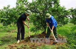 Vốn ưu đãi uỷ thác cho Đoàn Thanh niên chiếm gần 13% 