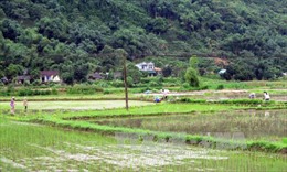 Tuyên Quang: Tập trung gieo cấy gần 25.000 ha lúa mùa