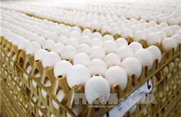 Hàn Quốc phát hiện trứng gà nhiễm thuốc trừ sâu