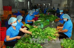 Khôi phục sản xuất nông nghiệp chủ lực TP Hồ Chí Minh - Bài 2: Thích ứng và khôi phục sản xuất