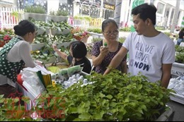 Học cách trồng rau sạch ở ngày hội Nông trại xanh