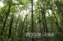 Khôi phục, bảo vệ vốn rừng Tây Nguyên hiện có