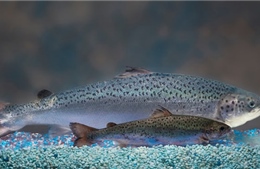 5 tấn cá hồi biến đổi gien Canada trôi nổi trên thị trường 