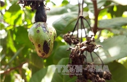 Lâm Đồng: Dịch bọ xít muỗi trên cây điều đã được khống chế