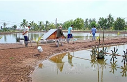 Tiết kiệm điện trong nuôi tôm tại Đồng bằng sông Cửu Long: Mối lo về an toàn điện - Bài 1