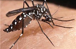 Nhận biết và phòng chống muỗi vằn Aedes truyền bệnh sốt xuất huyết