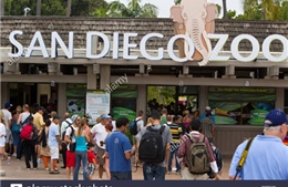 Lượng khách quốc tế đến Mỹ giảm lần đầu tiên kể từ năm 2009