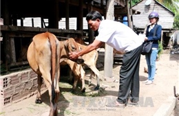 Gia Lai: Trên 550 con bò bị nhiễm bệnh lở mồm long móng