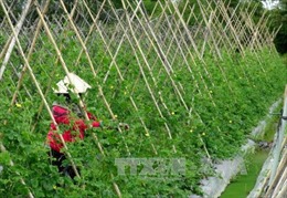 Bắc Giang đầu tư trên 1.500 tỷ đồng quy hoạch vùng nông nghiệp công nghệ cao 